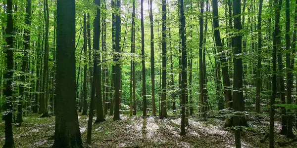 Kayın dağı ormanlarının bahar manzarası