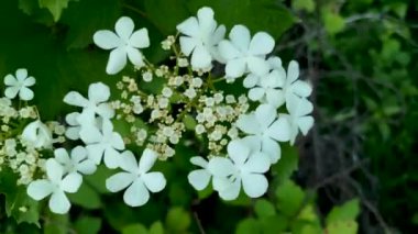 Viburnum opulus L bir dağ ormanında çiçek açar.