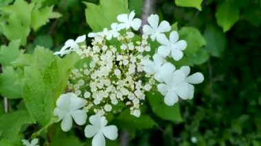 Viburnum opulus L bir dağ ormanında çiçek açar.