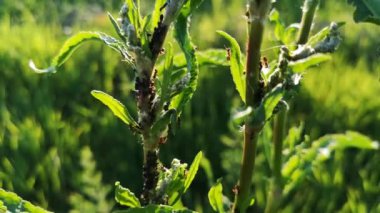 Karınca doğal ortamında