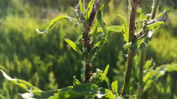 Semut Dalam Lingkungan Alaminya — Stok Video