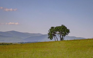 Karpat Dağları vadisindeki köyün bahar manzarası