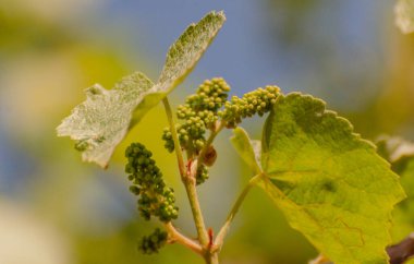 Baharda yeni üzüm hasadı