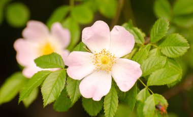 Vahşi gül Rosa kaninası Karpatlar 'da çiçek açar.