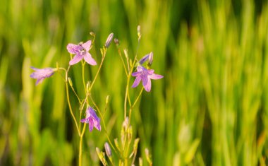 Çiçek açan mavi Campanula patula. Yaklaş.