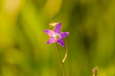 Çiçek açan mavi Campanula patula. Yaklaş.