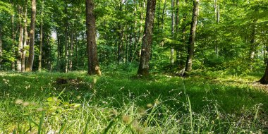 Kayın dağı ormanlarının bahar manzarası