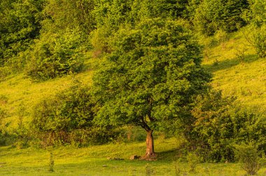 Gün batımında güzel bir ağaç