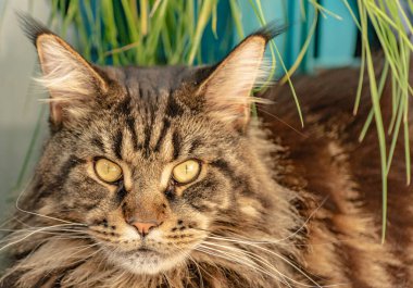 Bir Maine Rakunu 'nun portresi mermer rengi