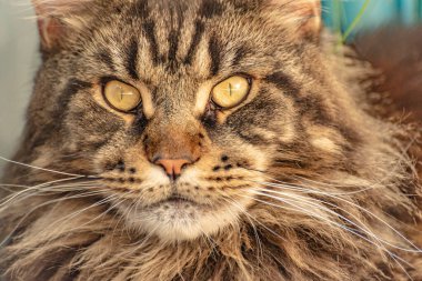 Portrait of a Maine Coon marbled color