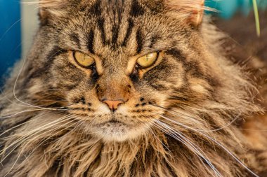 Portrait of a Maine Coon marbled color