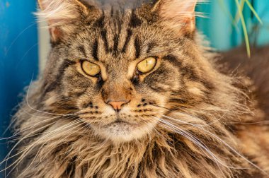 Bir Maine Rakunu 'nun portresi mermer rengi