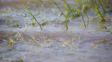 Rüzgarlı bir günde bir gölün manzarası