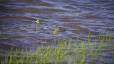 Bahar gölünde Rorippa amphibia