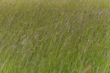 Rüzgarlı bir günde yabani bitkilerle dolu bir arazi.