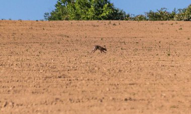 Kocaman bir tavşan tarlada dörtnala gidiyor.