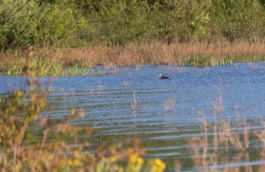 Büyük ibikli yağ gölde yüzüyor.