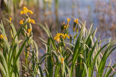 İlkbahar Gölü 'nde Iris Pseudacorus