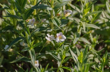 Bacopa göl kıyısında çiçek açar.