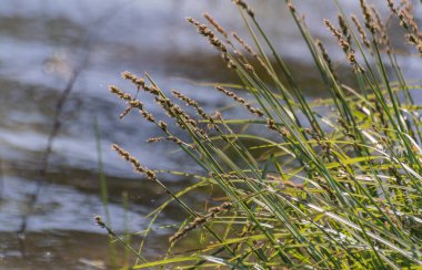 Carex acuta göl kıyısında