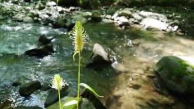 Bir dağ deresinin kıyısında Phyteuma Spicatum.