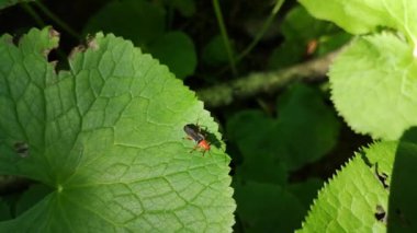 Petasite Pyrenaicus yaprağı üzerindeki Cantharis fusca