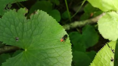 Petasite Pyrenaicus yaprağı üzerindeki Cantharis fusca