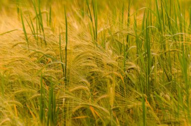 Arpa tarlası batan güneşin ışınlarında