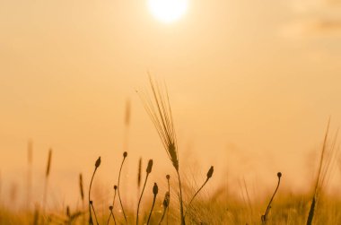 Arpa tarlası batan güneşin ışınlarında