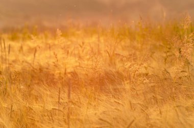 Arpa tarlası batan güneşin ışınlarında