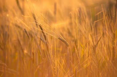Arpa tarlası batan güneşin ışınlarında