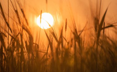 Arpa tarlası batan güneşin ışınlarında