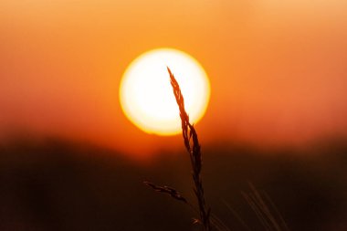 Arpa tarlası batan güneşin ışınlarında