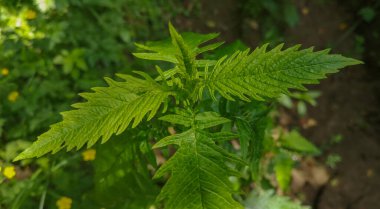 Lycopus europaeus Dağ Bahar Ormanında