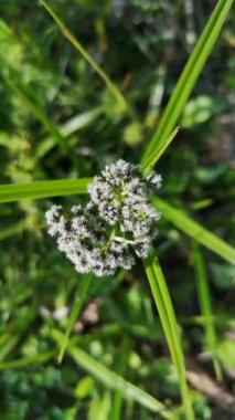 Scirpus sylvaticus bir dağ ormanında çiçek açar.
