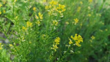 Sisymbrium Bir dağ ormanında çiçek açar