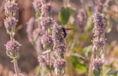 Apis mellifera nadir görülen Xylocopa saldırısına uğradı