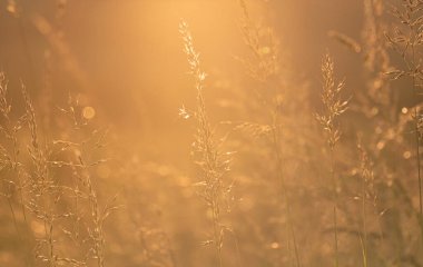 Wild plant in the rays of the setting sun