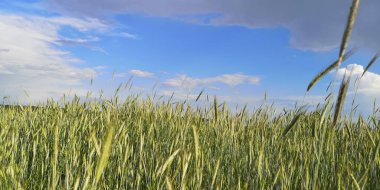 Dağlık bir alanda yeni bir hasat tarlası manzarası
