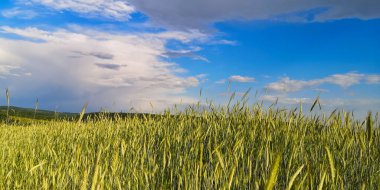 Dağlık bir alanda yeni bir hasat tarlası manzarası