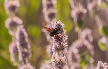 Stachys Germanica 'da nektar toplayan nadir bir Xylocopa ihlâli.