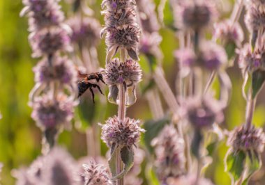 Stachys Germanica 'da nektar toplayan nadir bir Xylocopa ihlâli.