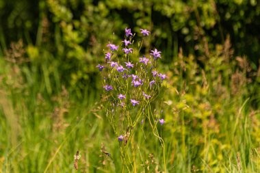 Çiçek açan mavi Campanula patula 
