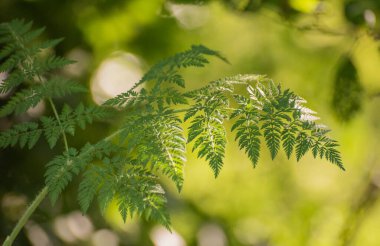 Bir dağ ormanında Anthriscus Sylvestris