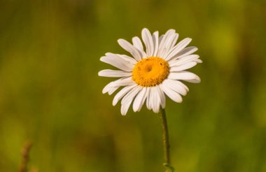 Gün batımında açan beyaz papatya