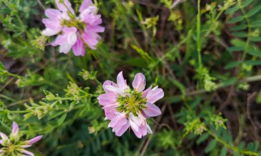 Securigera varia dağlık bir bölgede çiçek açar.