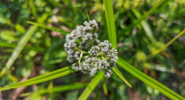 Scirpus sylvaticus bir dağ ormanında çiçek açar.