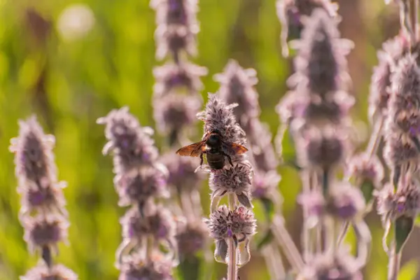 stock image A rare Xylocopa violacea collecting nectar on Stachys germanica