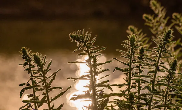 stock image Blooming loosestrife willow on the river bank