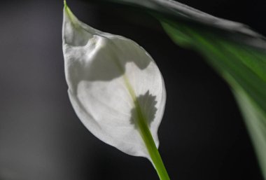 Açan Spatthiphyllum yakın çekim